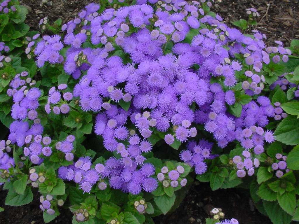 Svetel Ageratum Bush