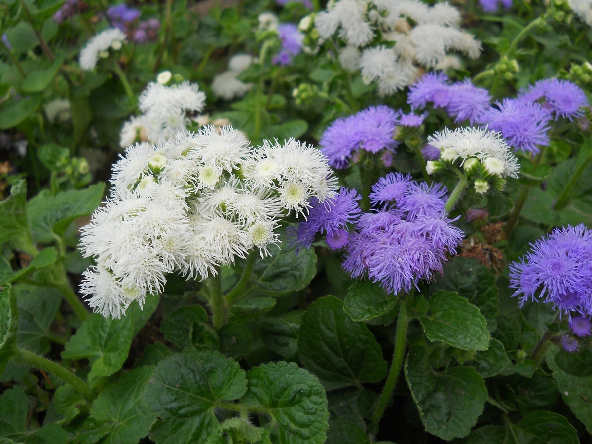 Combinazione di agerato bianco e blu