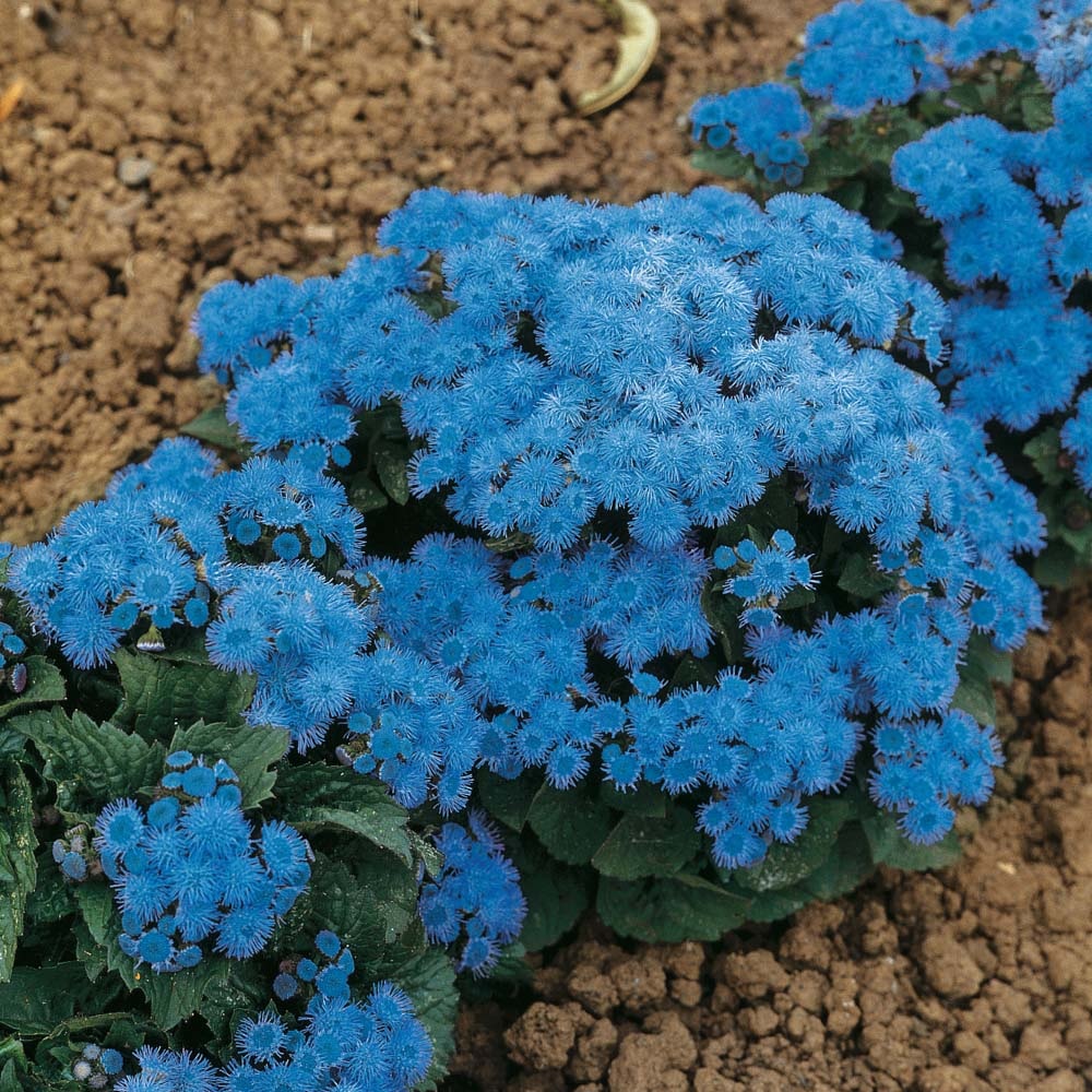 Ageratum modri grm