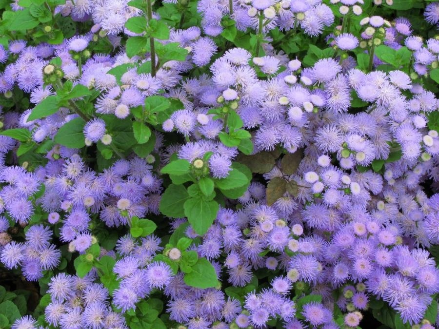 Ageratum per l'abbellimento del paesaggio