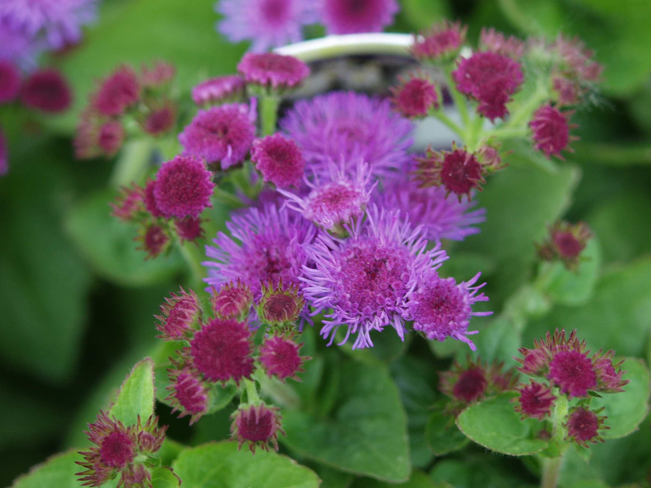 Temno lila ageratum