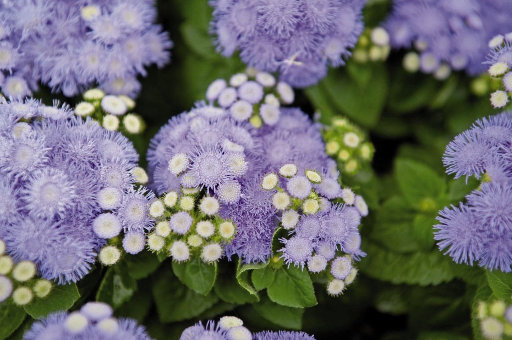 Delicati fiori lilla di agerato