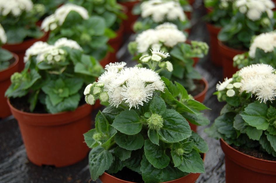 Beli ageratum v loncu