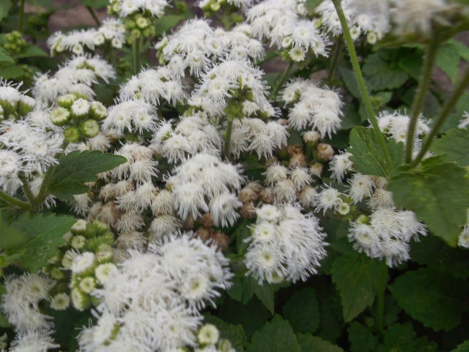 Nežen ageratum v gredici