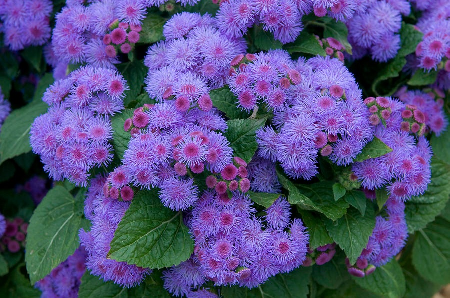 Fiori di agerato lilla luminosi