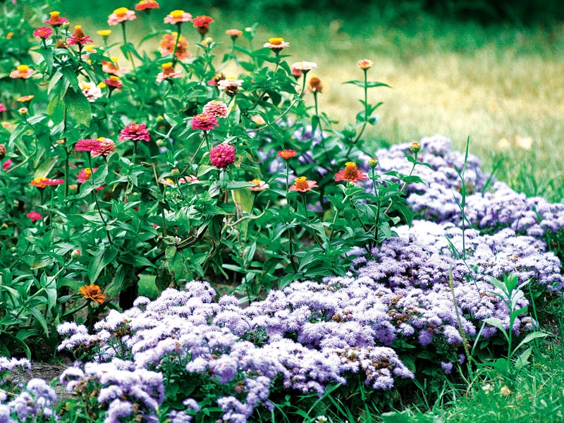 Meja cvetlične gredice Ageratum