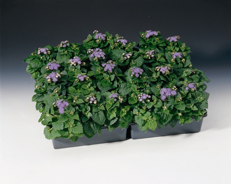 Sadilni ageratum