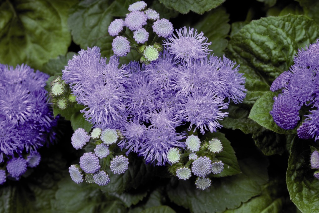 Ageratum socvetje od blizu