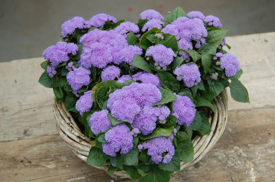 Ageratum šopek