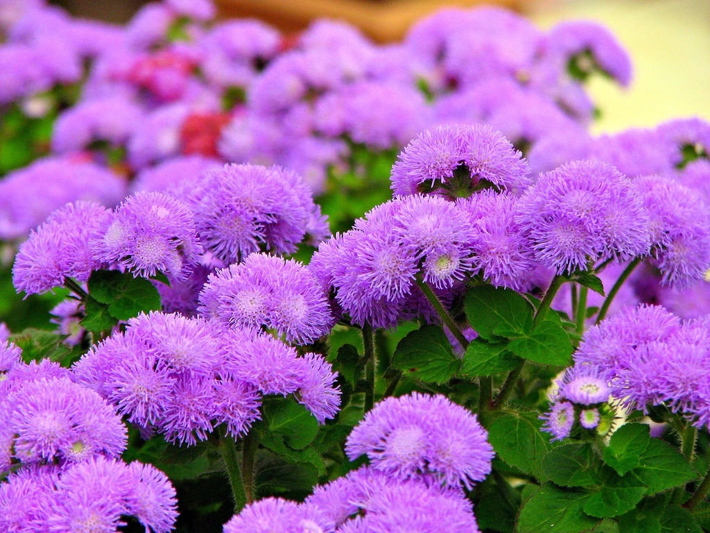 Svetel lila ageratum