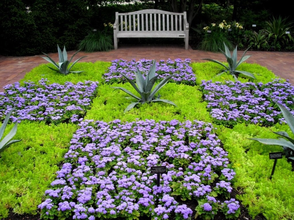 Ageratum v