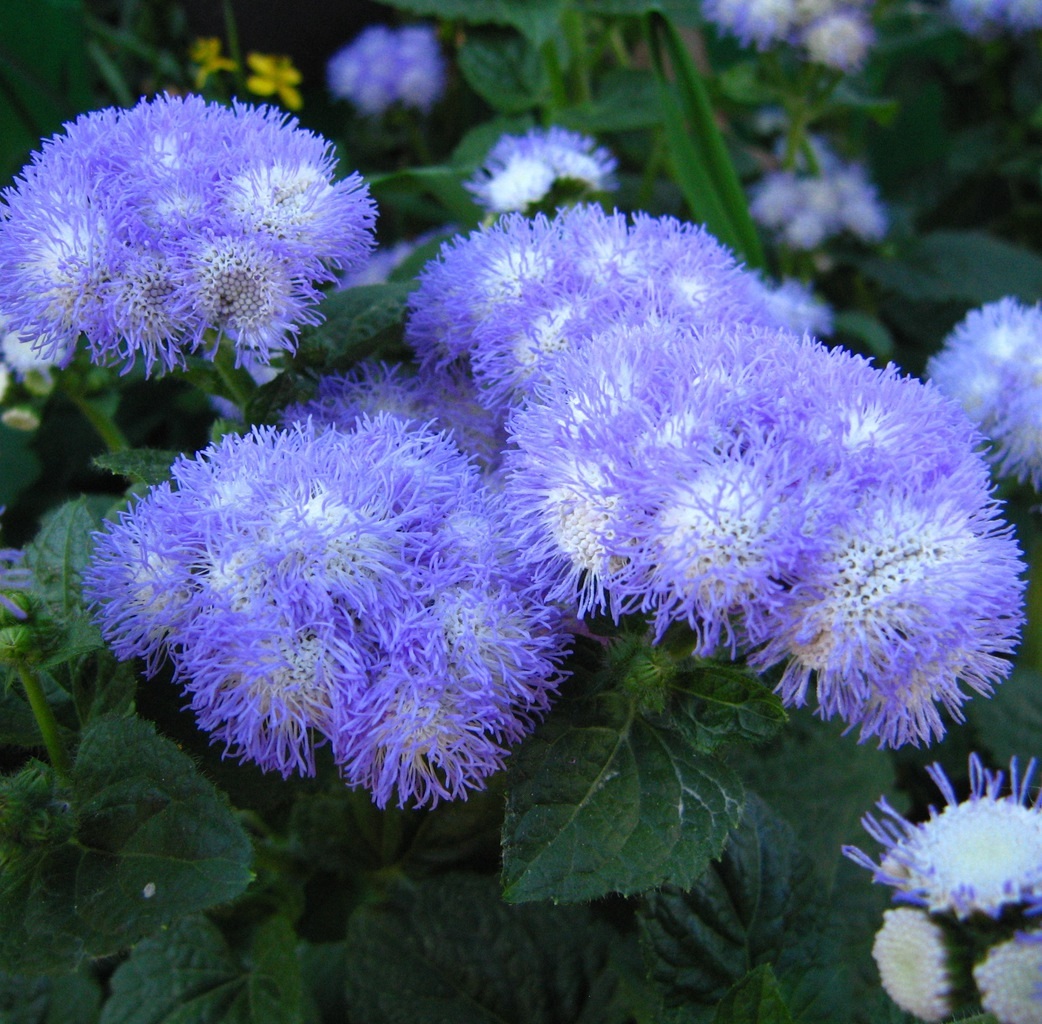 Bujni ageratum