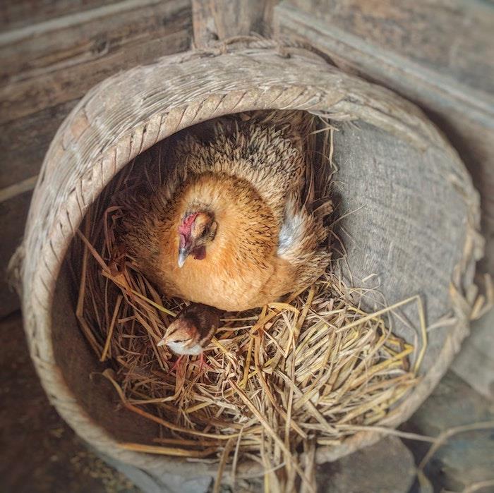 Originali įvaizdžio idėja nusiųsti Velykoms, Velykų įvaizdis, „Happy Easter“ vištiena ir viščiukas krepšyje