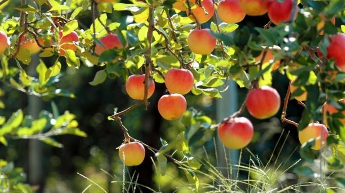 arabų-pavasario-grožio-įvaizdis-per kietas, kad būtų galima pamatyti įdomių obuolių