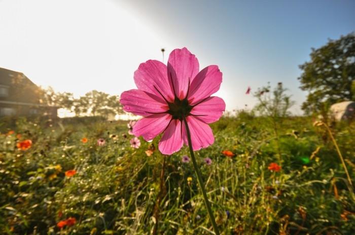 bahar-çiçek-gül-müthiş-sanatsal-fotoğrafçılık-görüntüler-çok güzel