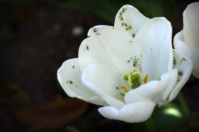 kaj storiti proti listnim uši beli cvet majhni zeleni škodljivci učinkovita domača sredstva
