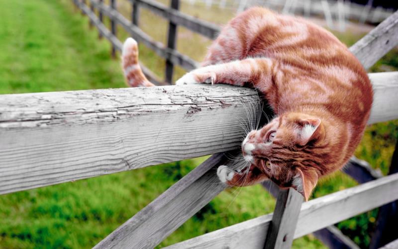 kokio kvapo katės nekenčia iš tvoros kyšančios katės