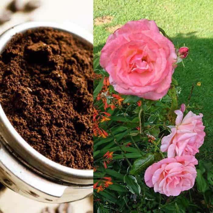 kurie augalai mėgsta kavos tirščius iš rožių ir šviežiai maltą kavą