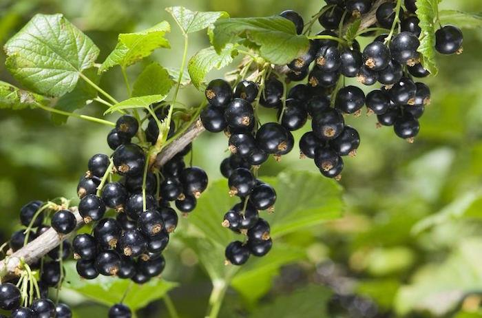 ką sodinti rugsėjo mėnesį-juodųjų serbentų vaisius