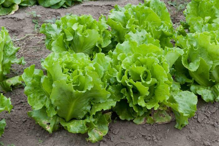 ką sodinti rugsėjo mėnesį-daržovių salotas