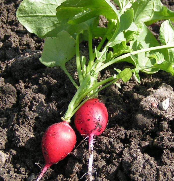 ką-sodinti-rugsėjo-daržovių-ridikėlių-sodinimo-daržo-rudenį