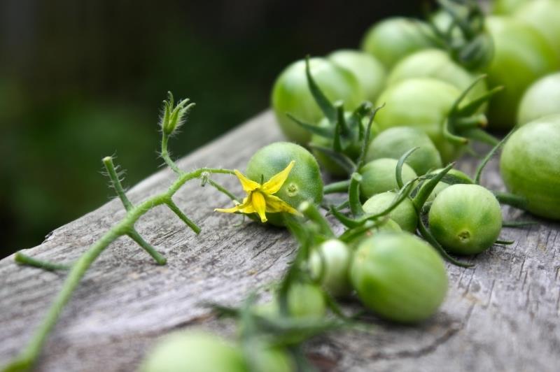 recept gojenje zelenega paradižnika kulinarika pridelek zrel paradižnik zelena sorta