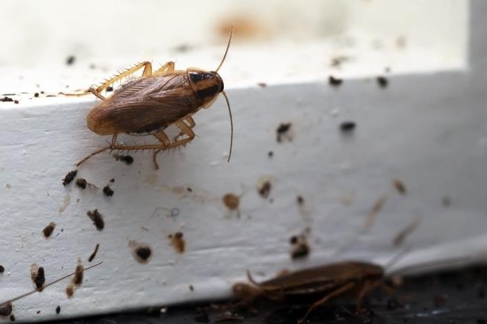 Naminis tarakonų repelentas, kaip kovoti su tarakonų invazija naudojant natūralius ingredientus