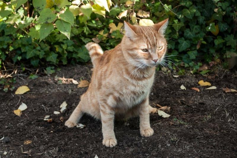 sodo katė atstumia katę, besišlapinančią sode