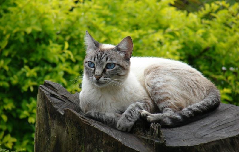 natūrali repelentė katė katė sode