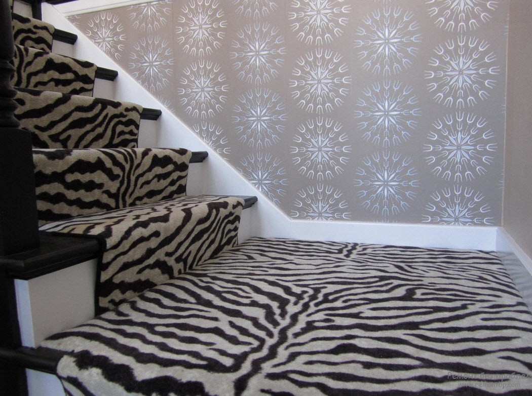 Zebra bir merdiven uçuşunda