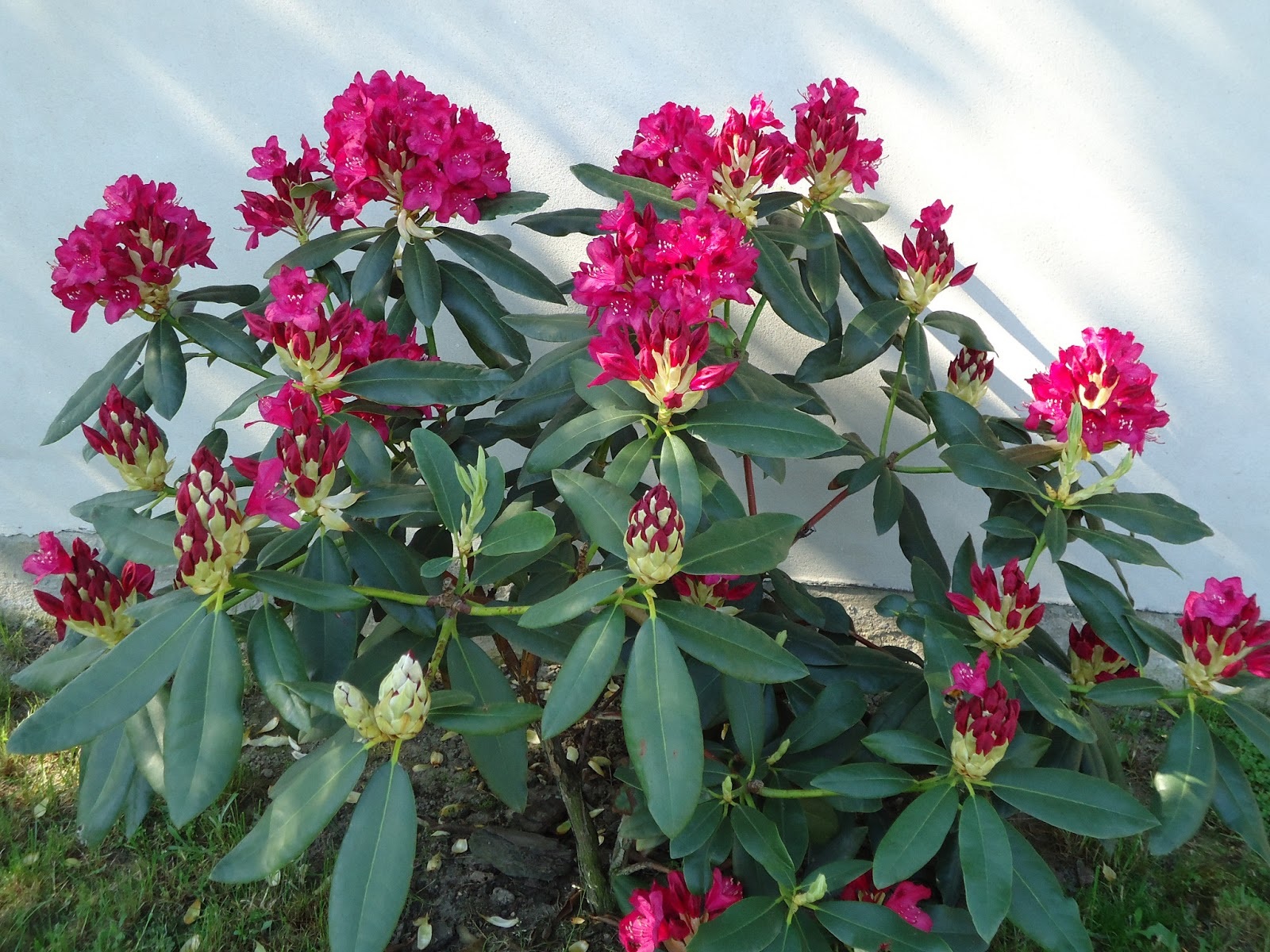 Botões brilhantes de rododendro