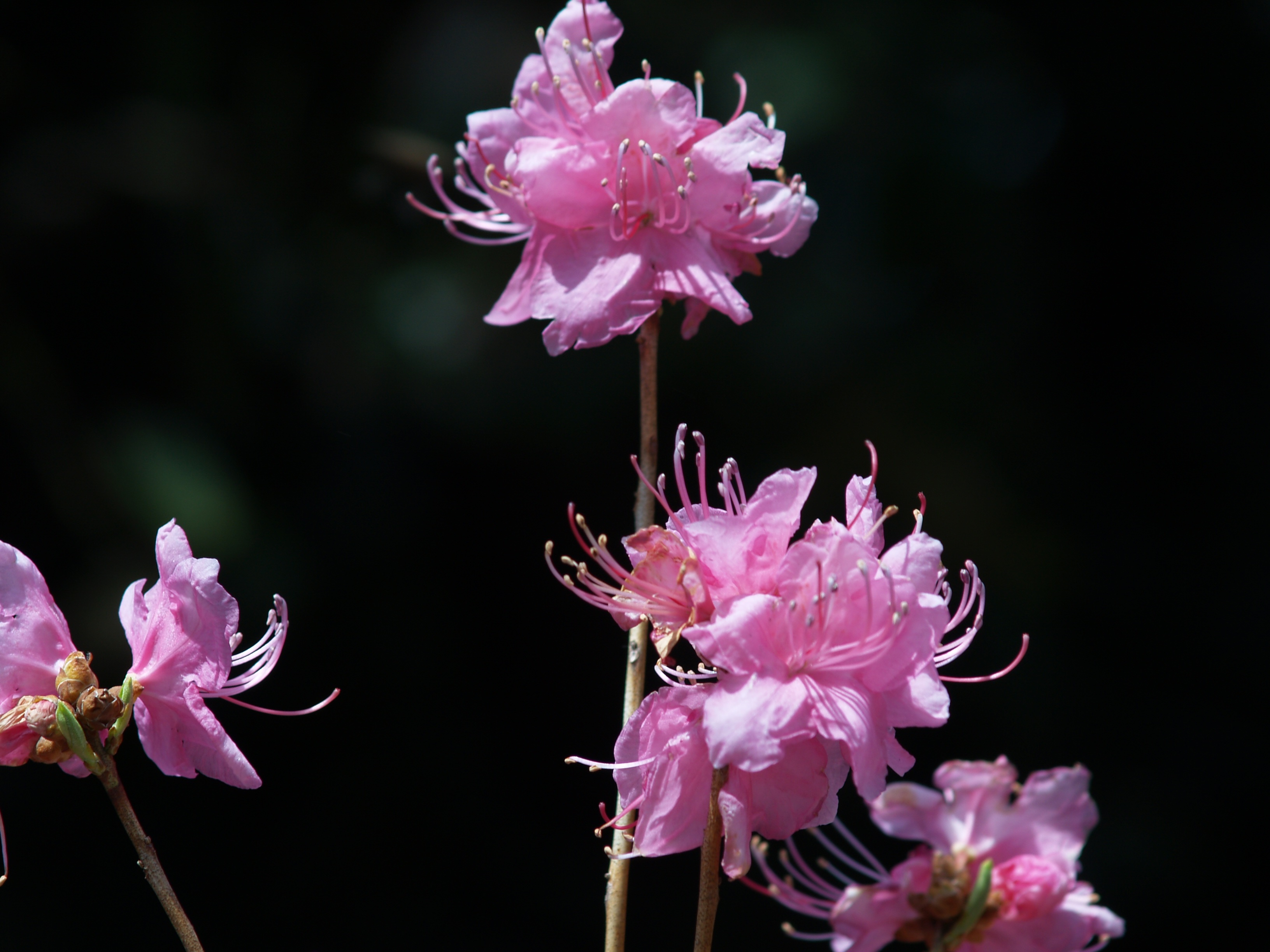 Rododendro rosa tenue