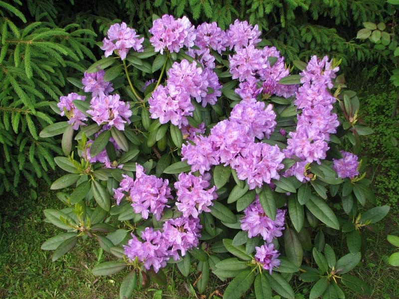 Inflorescências de rododendro lilás