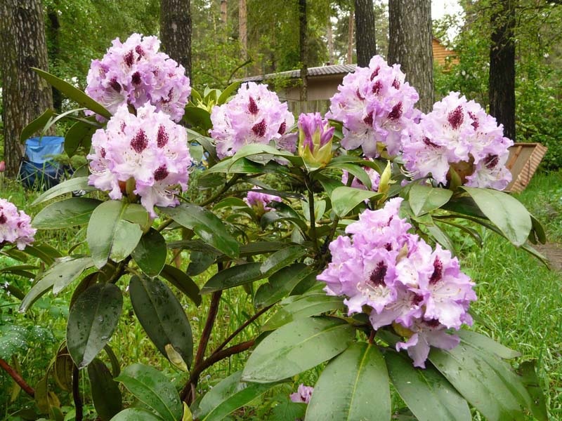 Combinação de tons escuros e claros nas flores