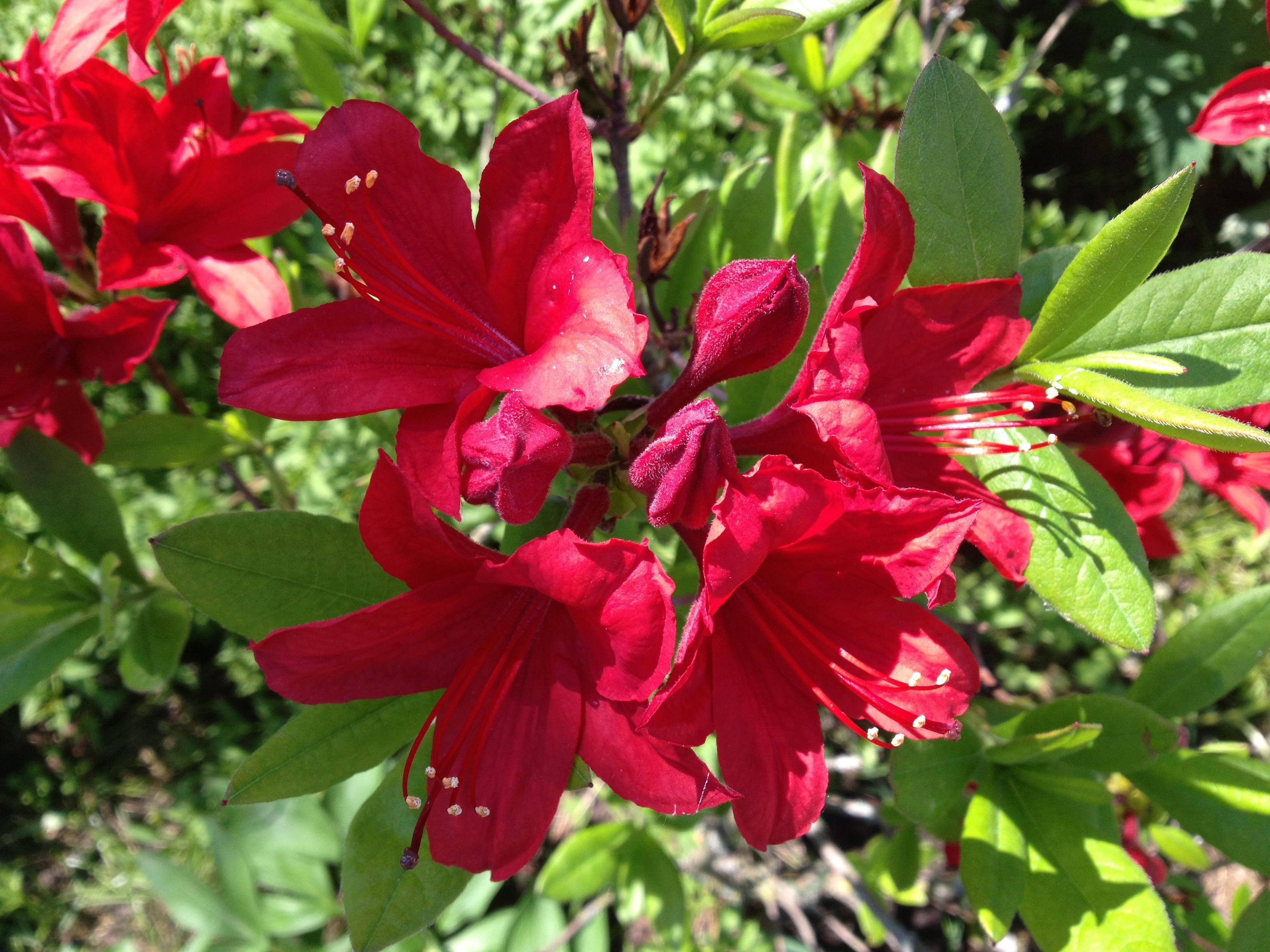 Flor de rododendro vermelho escuro