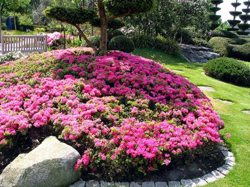 Canteiro de flores exuberante de rododendros