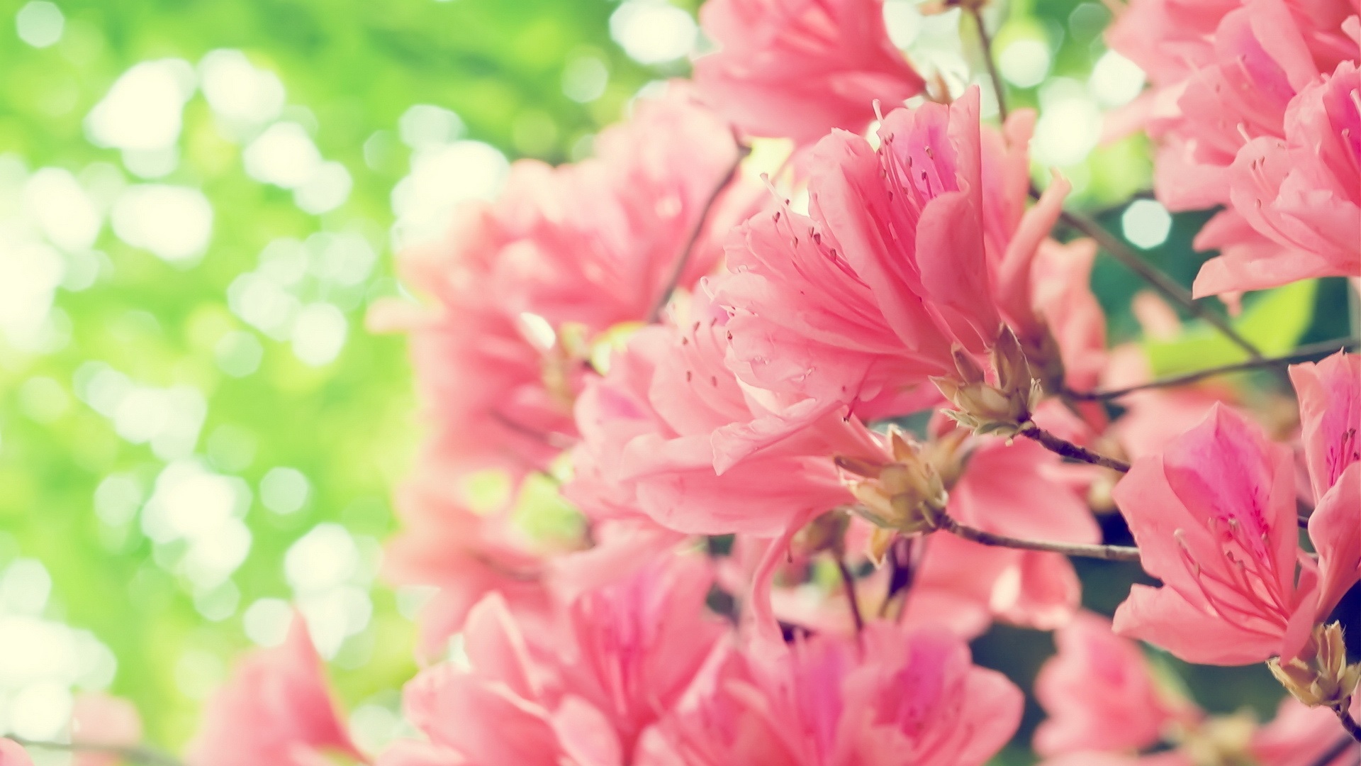 Pétalas de rododendro rosa