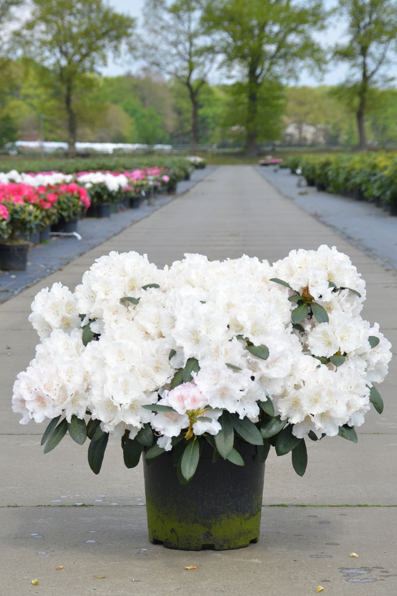 Rododendro bianco in vaso