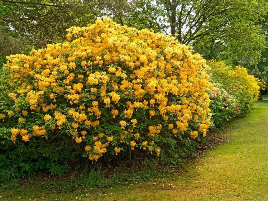 Rododendro giallo
