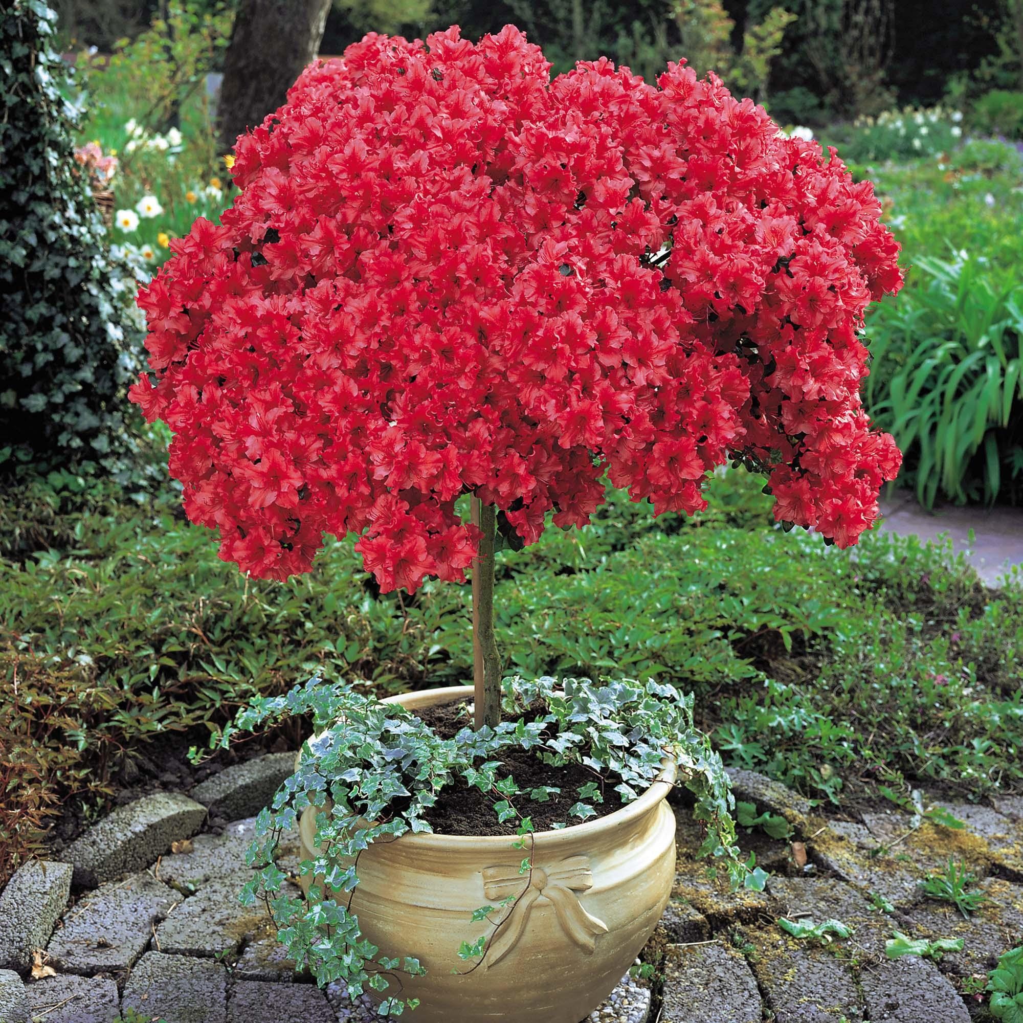 Rododendro vermelho brilhante