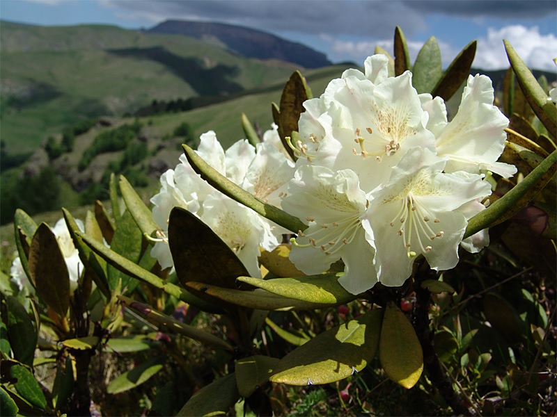 Fiore di rododendro bianco