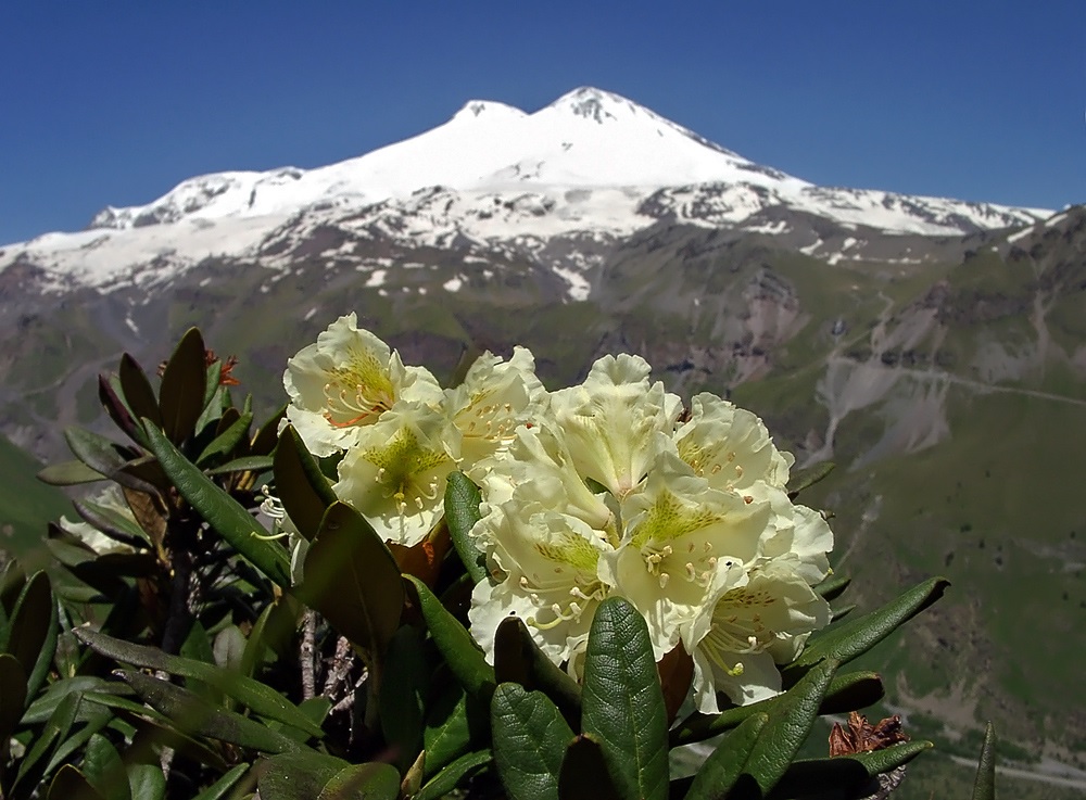 Rododendro bianco in vivo