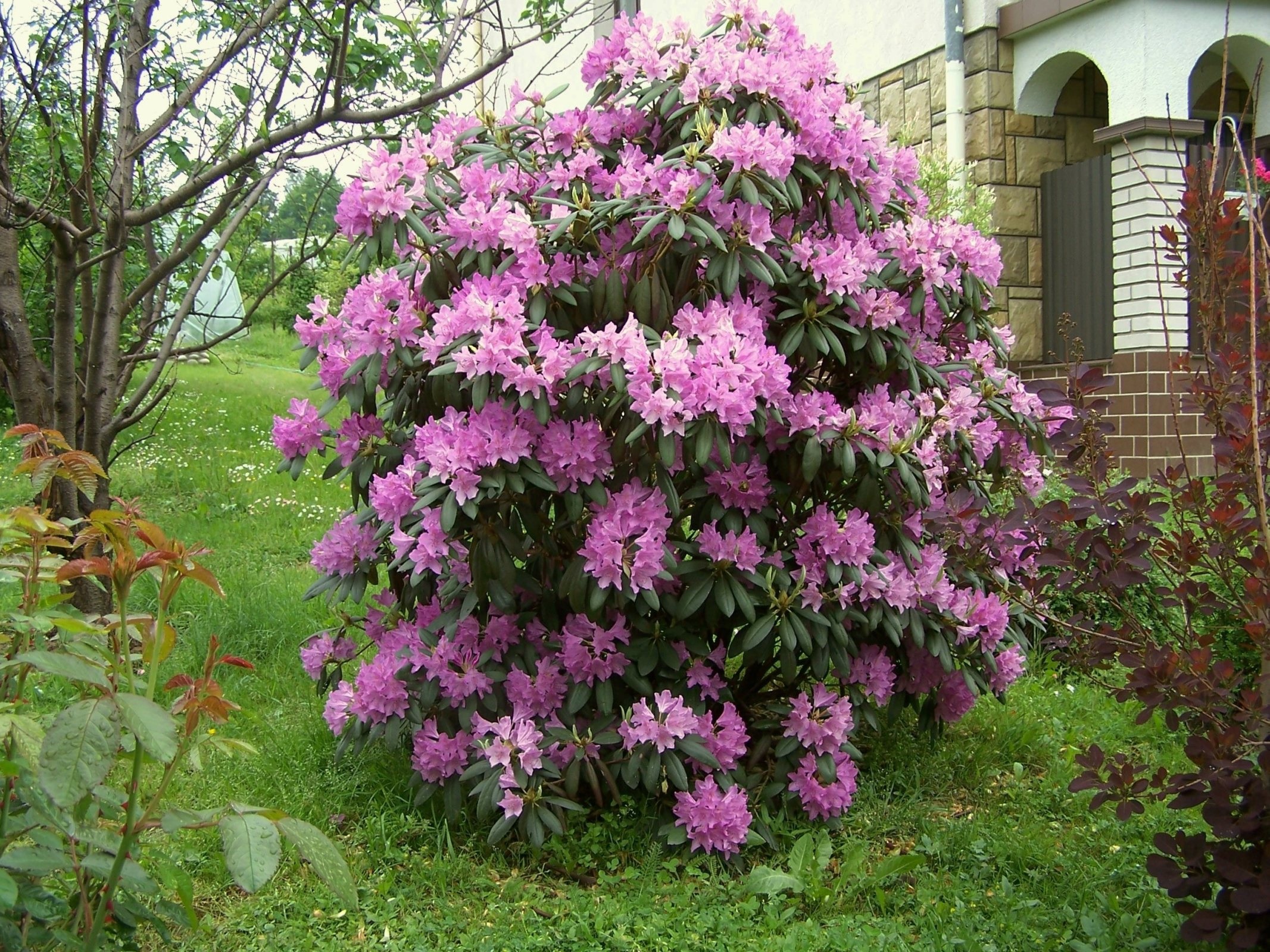 Arbusto de rododendro exuberante