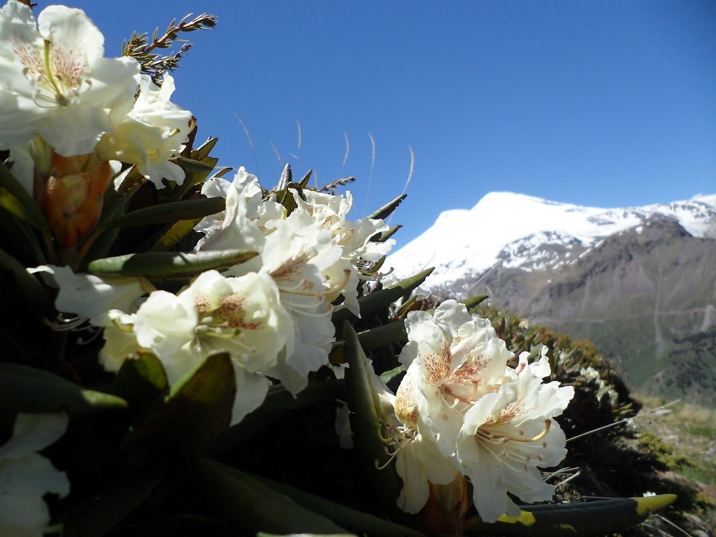 Inflorescências brancas de rododendro