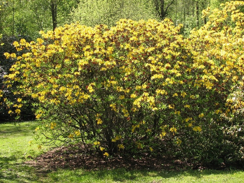 Arbustos de rododendro amarelo