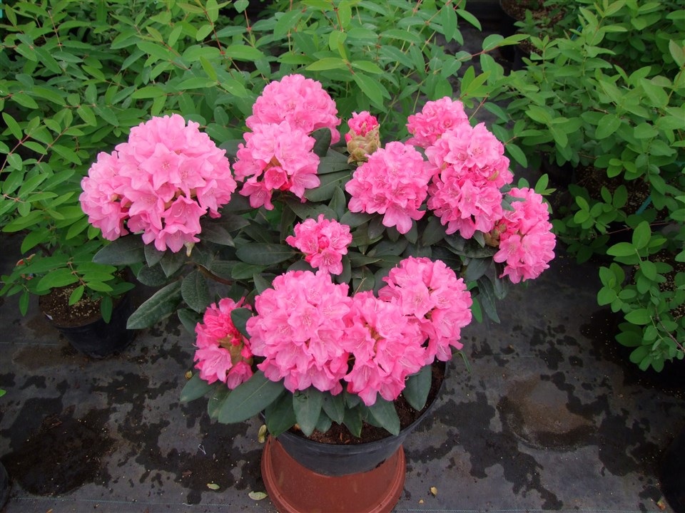 Fiori di rododendro rosa brillante in vaso