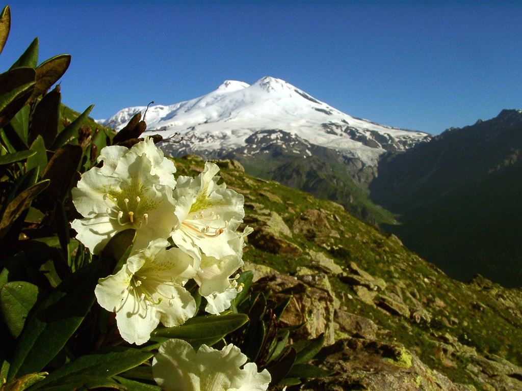 Rododendro nas montanhas