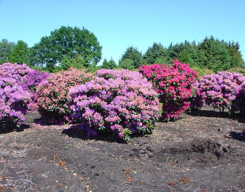 Cespugli di rododendro multicolori