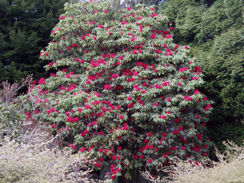 Arbusto de rododendro variegado