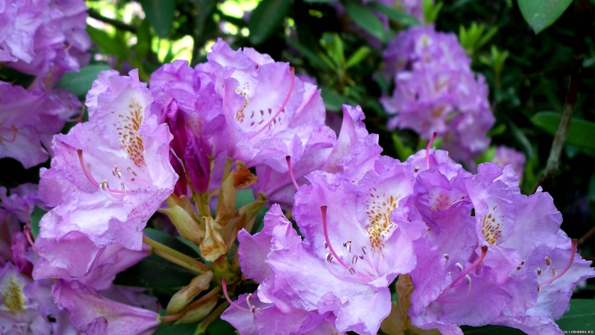 Inflorescências delicadas de rododendro